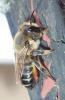 Megachile willughbiella